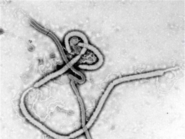 ebola, vírus