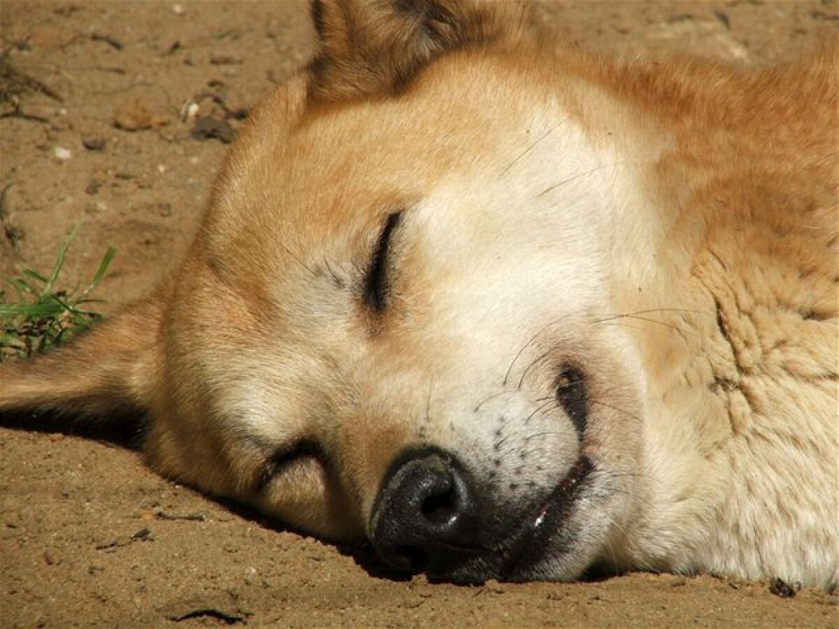 pes Dingo