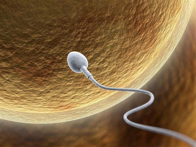 spermia, spermie, vajíčko