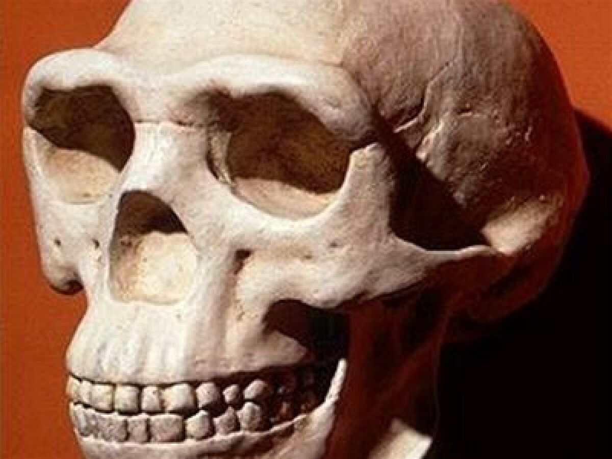 Homo Erectus