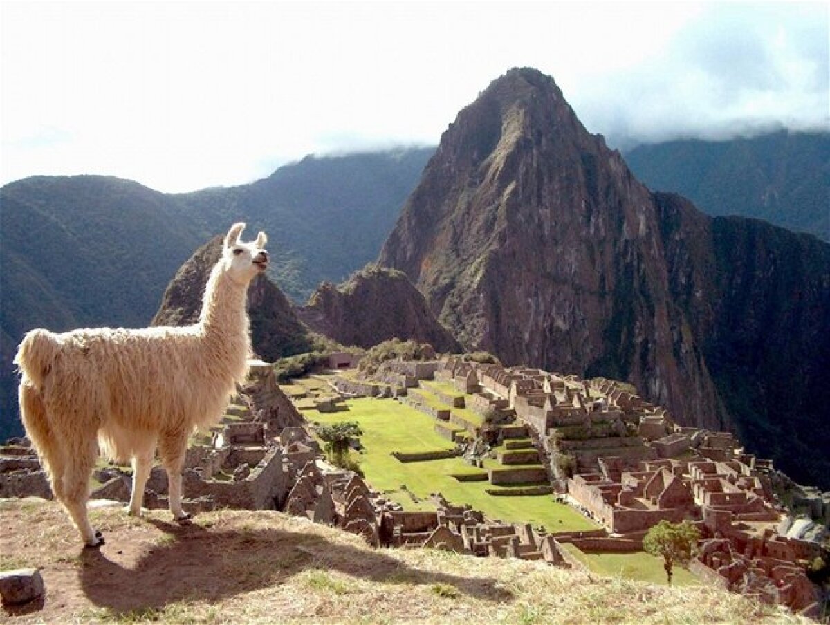 Machu Picchu, lama
