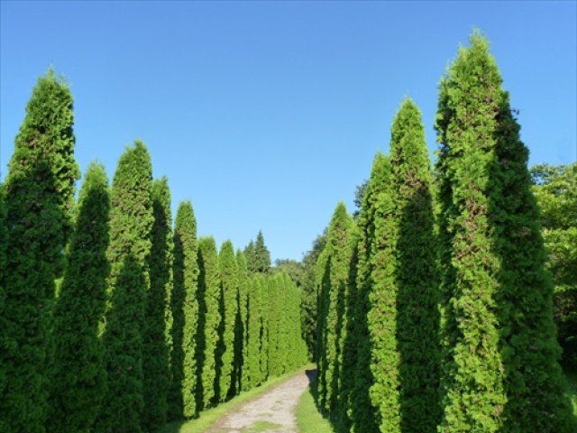 Arborétum Mlyňany