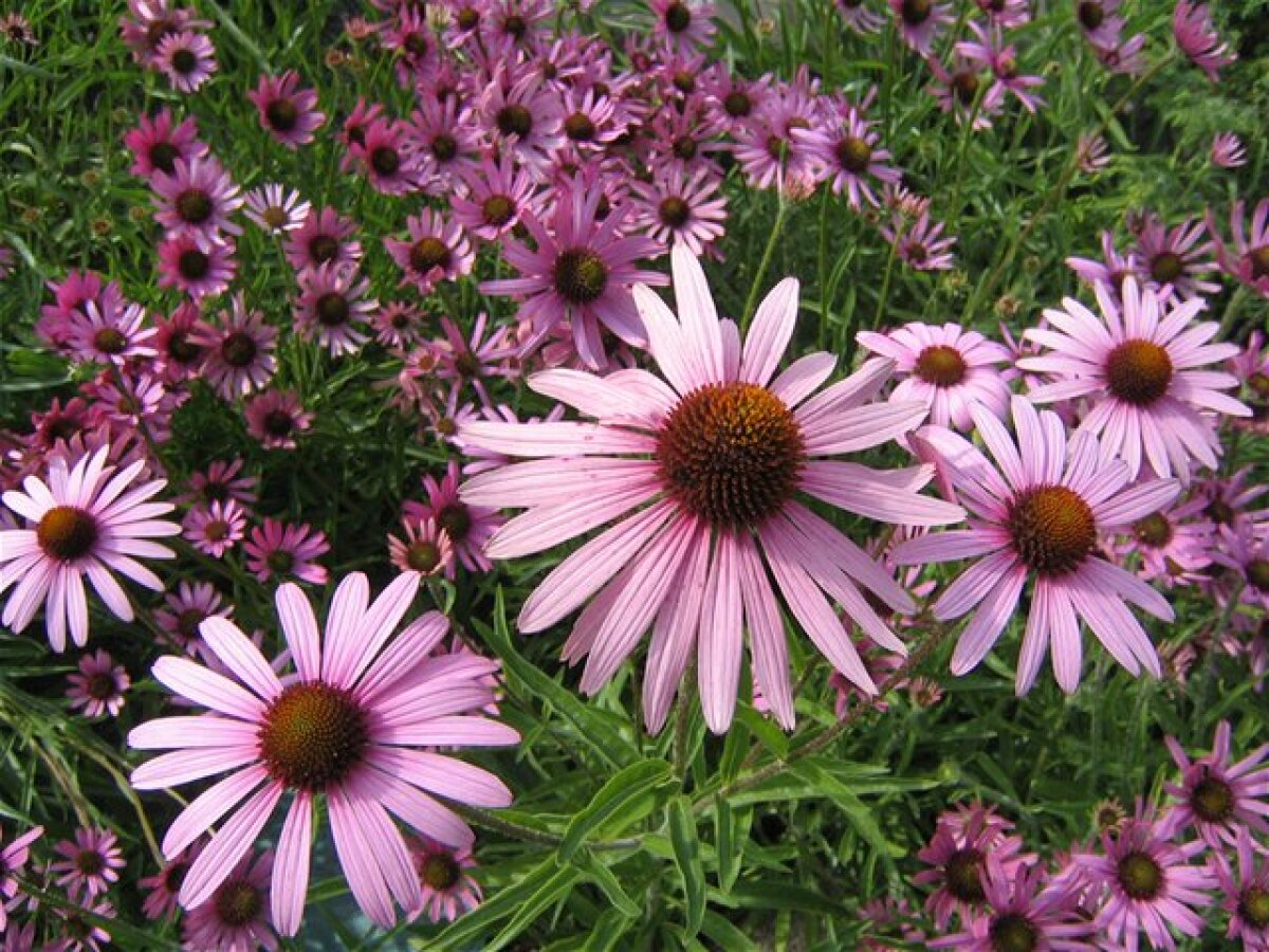 Echinacea 