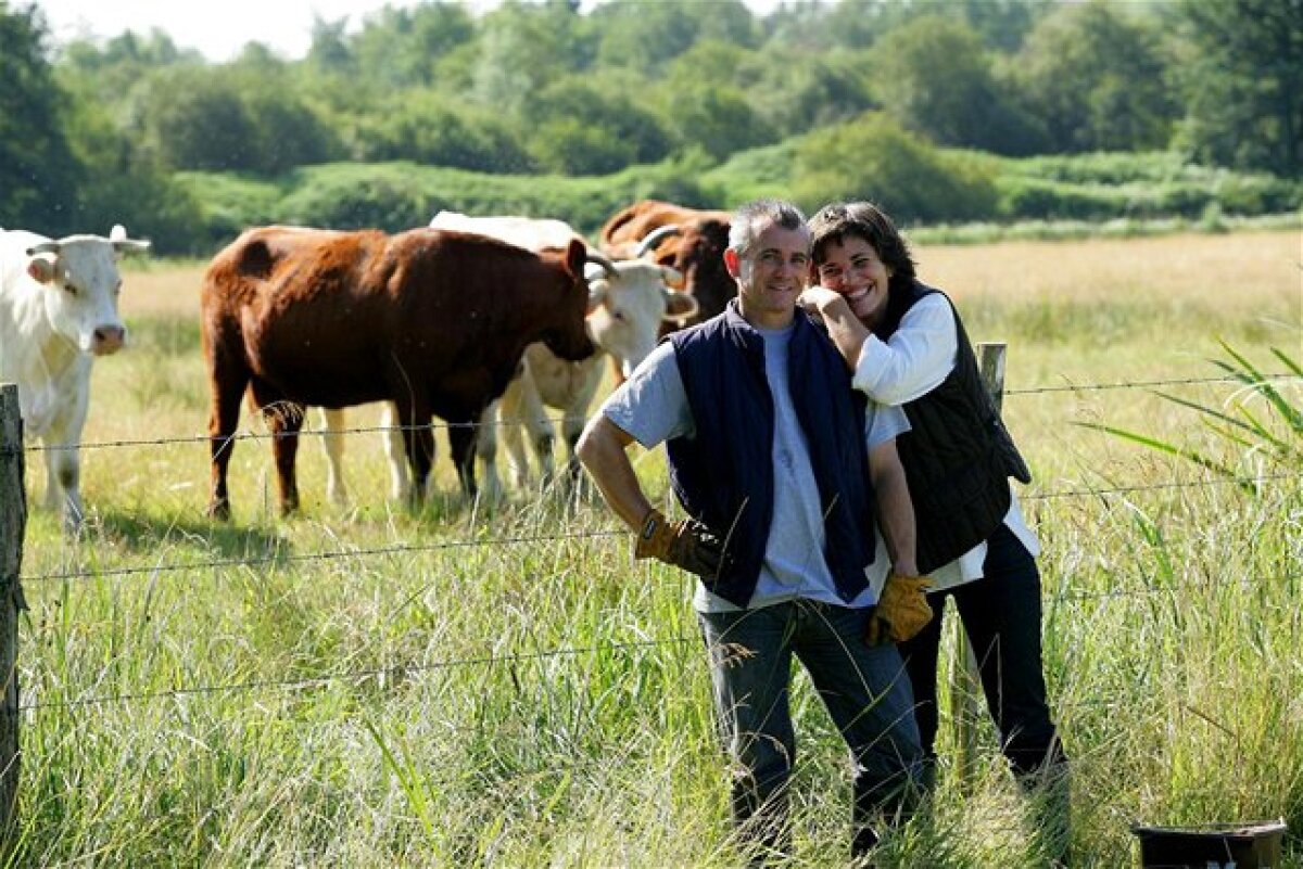 farmár, pôda, pozemok, krava, kravy