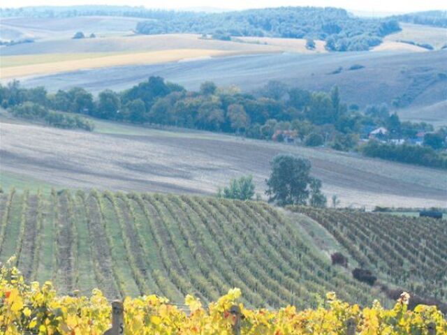 vinice, Valická dolina