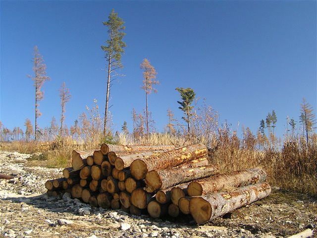 Vysoké Tatry, drevo, les, kalamita, stromy