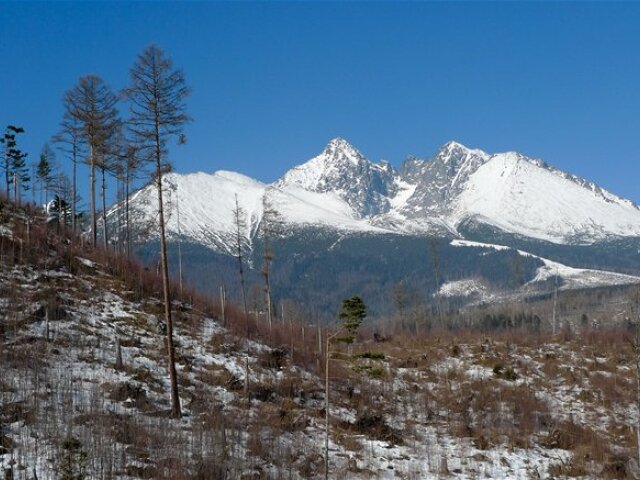 Vysoké Tatry, drevo, les, kalamita, víchrica