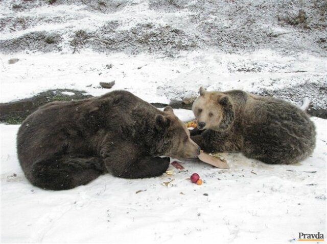 medvede, ZOO, Košice