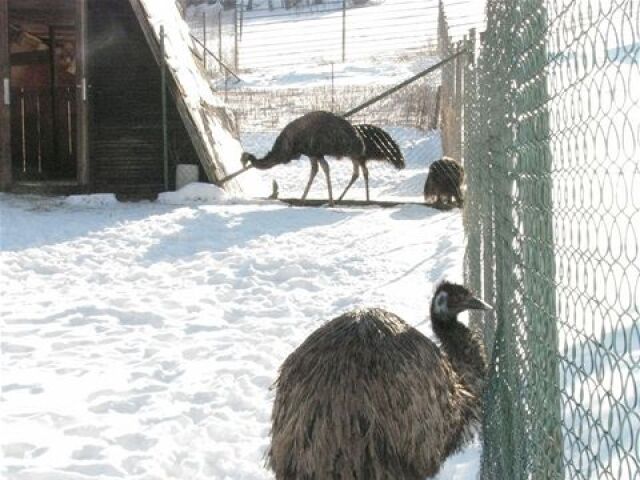 Pštrosy emu