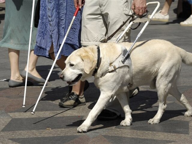 invalid, invalidný, slepec, slepý, postihnutý