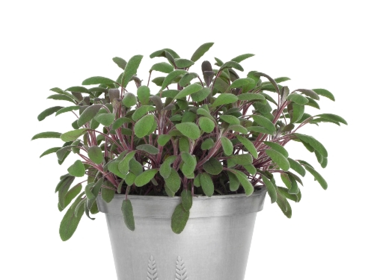 Trápi vás nespavosť? Skúste aromaterapiu