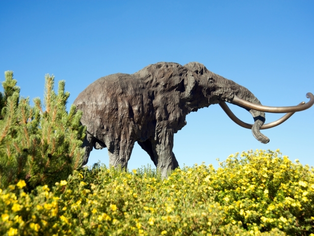 Mamut