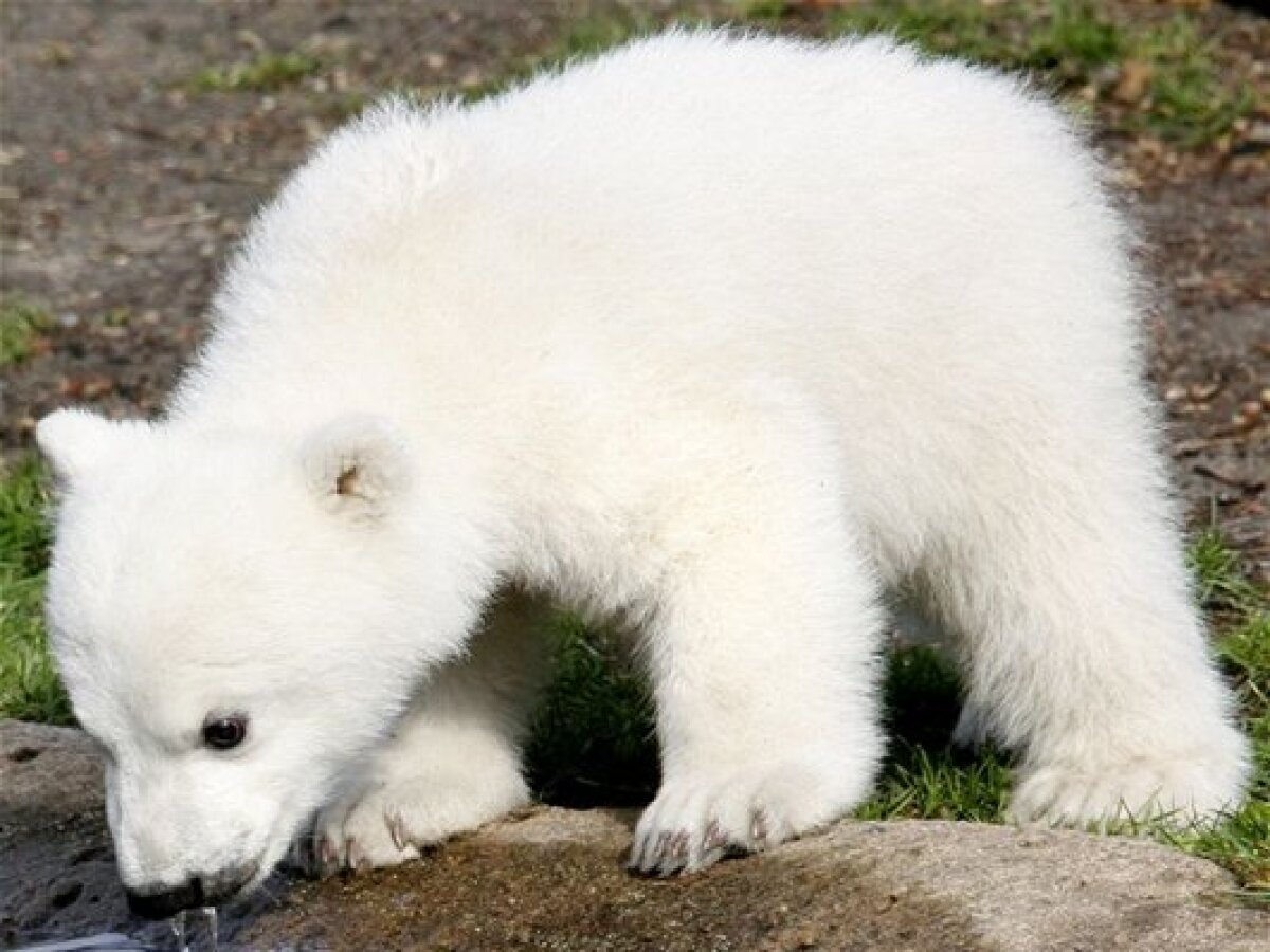Knut
