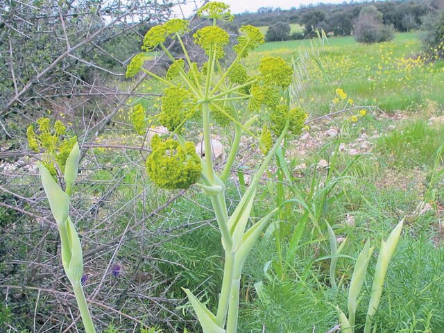 rastlina