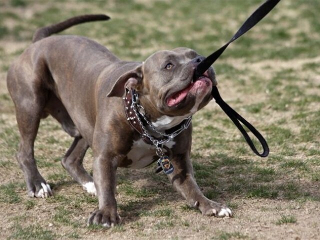 pitbull, pes