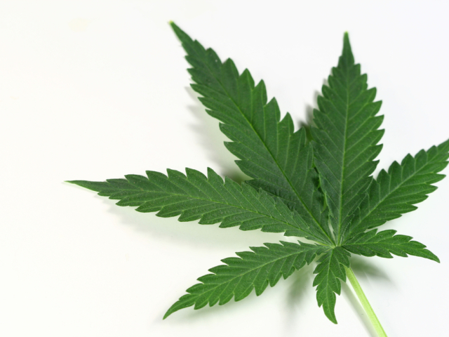 marihuana, droga