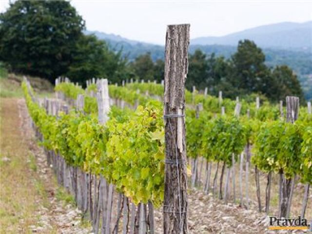Vinica, hrozno, víno