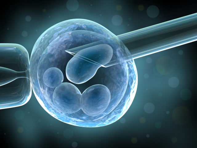embryo, bunka, bunky, výskum, vedci, oplodnenie