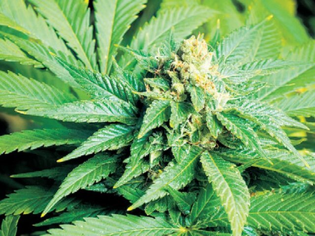 Marihuana