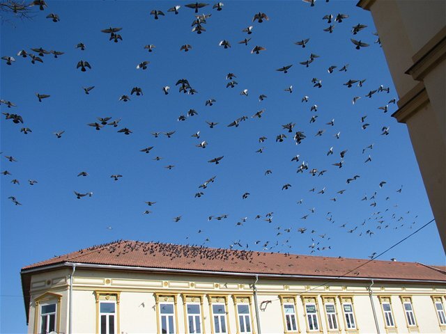 tornaľa, holuby, magistrát