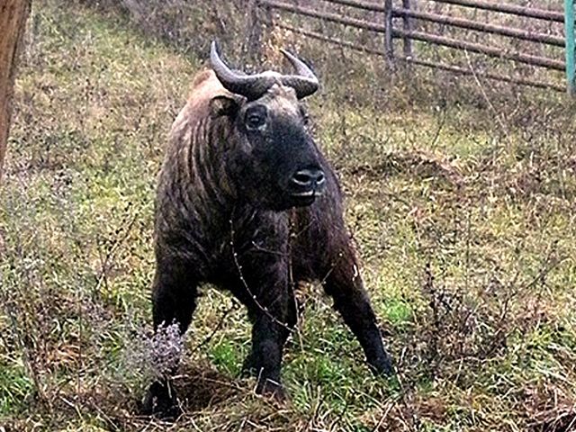 Takin indický