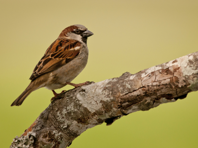 vrabec domový, vták, vtáky, bird