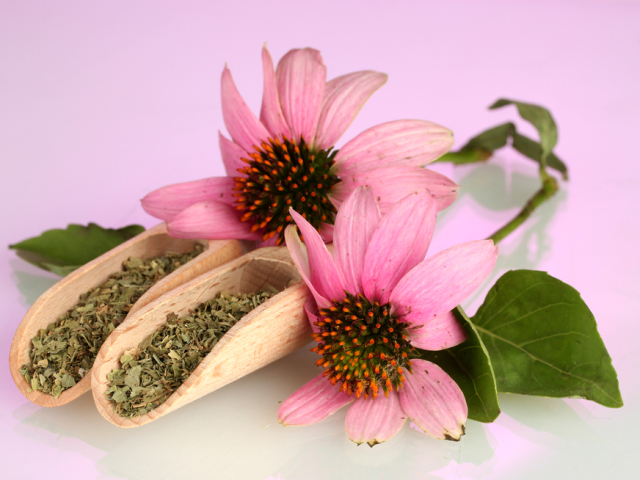 echinacea