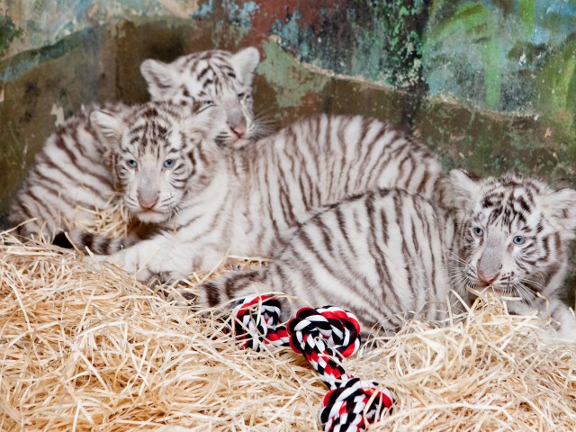 biely tiger, zoo, bratislava