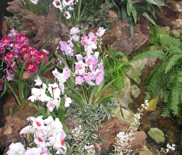 Orchidey