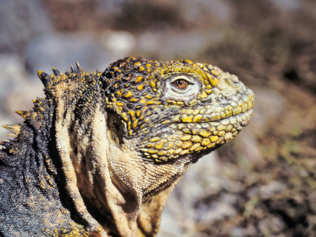 Galapagos land iguana