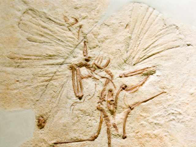 skamenelina