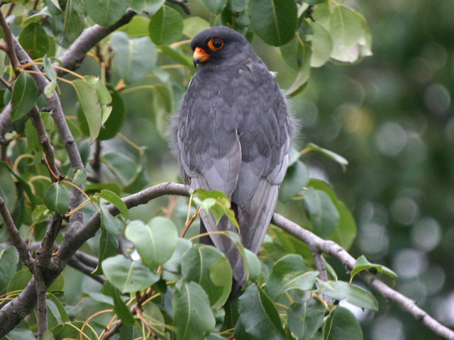 Sokol červenonohý (Falco vespertinus)