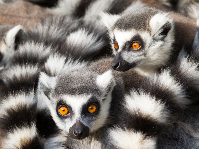 lemur
