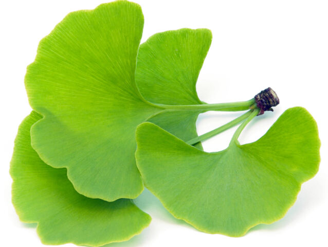 ginko biloba