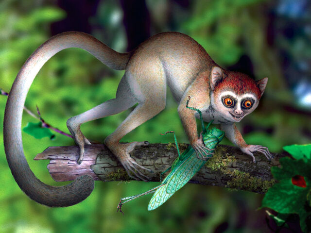 Archicebus achilles