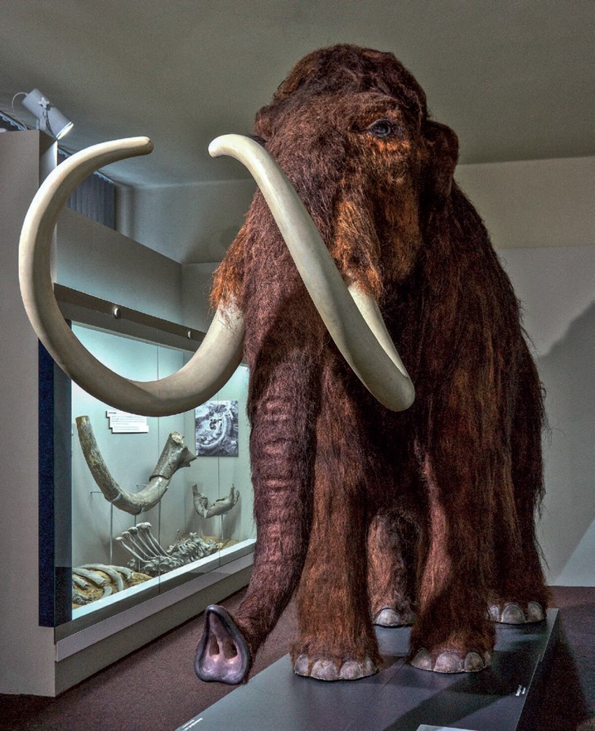 Mamut Prírodovedné múzeum