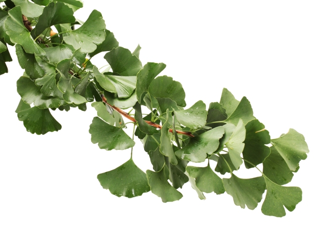 ginko, kŕčové žily, zdravie