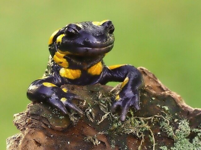 salamandra škvrnitá