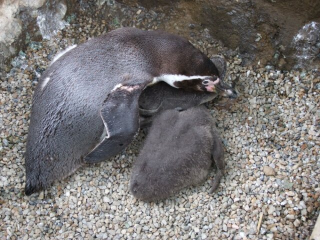 tučnika, košická zoo