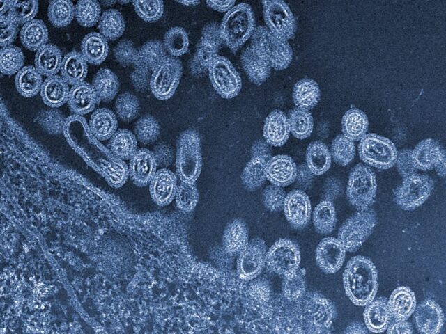 H7N9, vtáčia chrípka, kmeň