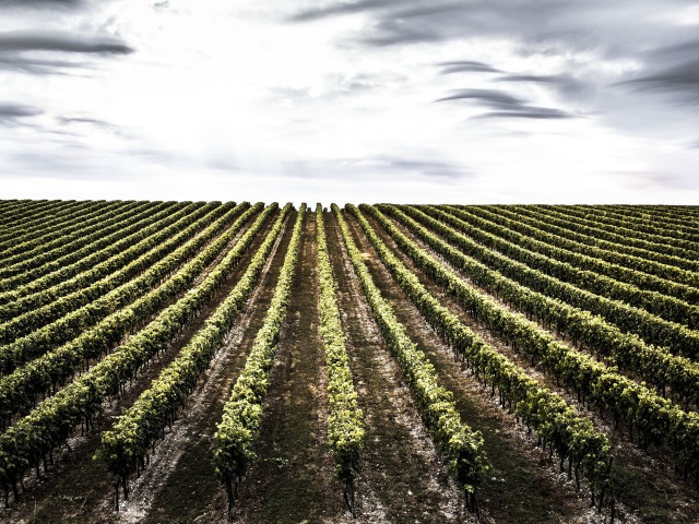 Grande Champagne Vineyard, vinohrad