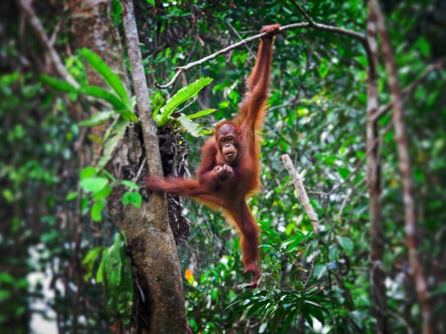 orangutan, les, prales, Sumatra, Jáva