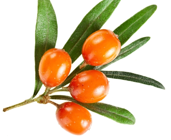 rakytník, rešetliakový