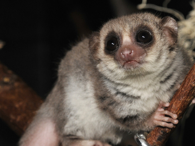 lemúr, madagaskar, hybernácia, spánok
