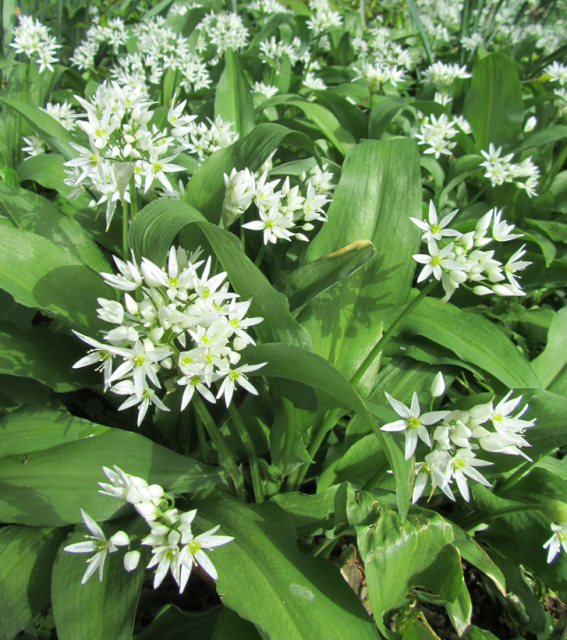 Cesnak medvedí - Allium ursinum