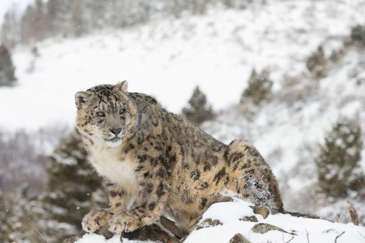leopard