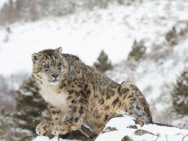 leopard