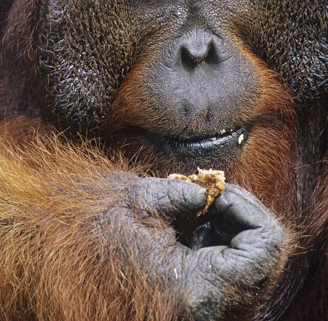orangutan