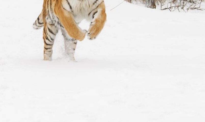tiger