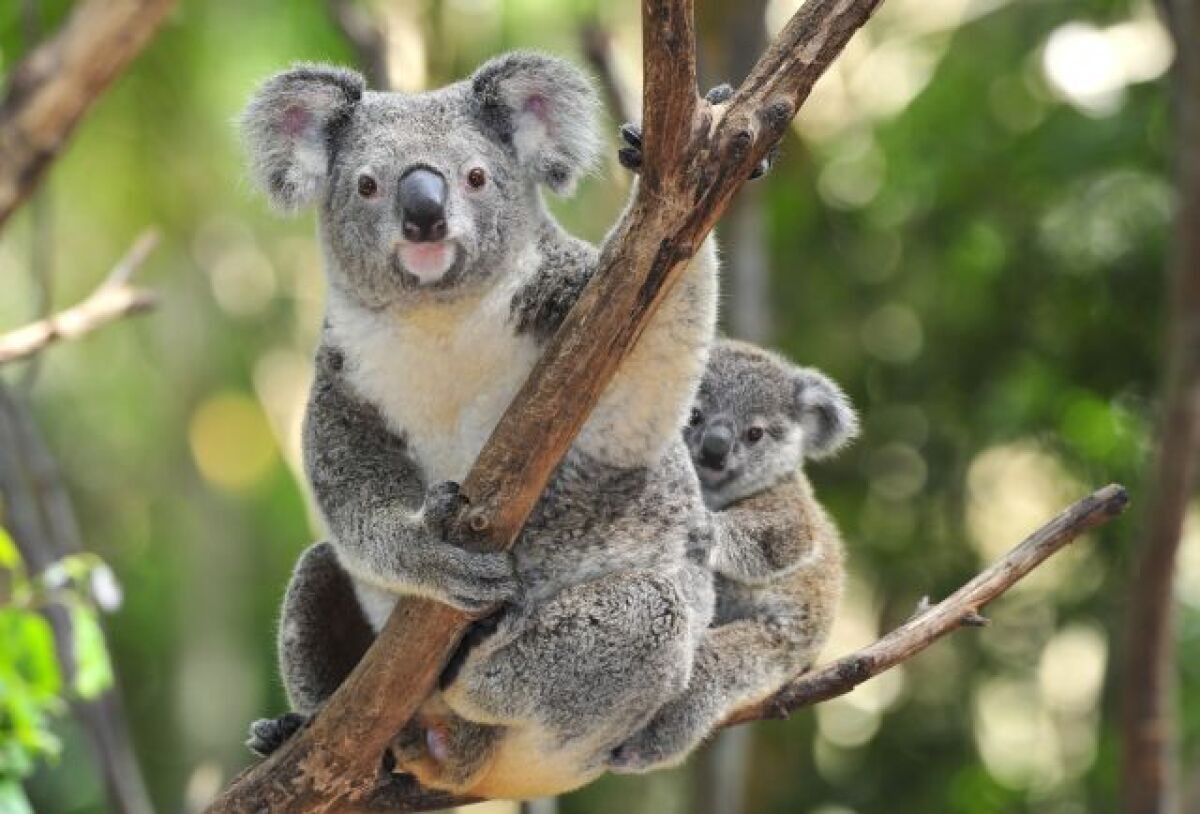 koala